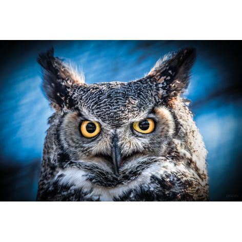 Mondiart Schilderij Owl Portrait